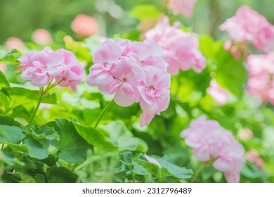 Large pink geranium flowers in daylight. Beautiful blooming geranium plants. Gardening. Pelargonium is an ideal ornamental plant that blooms in summer. - Powered by Shutterstock