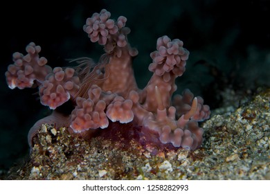 Large Pink Miamira Alleni Nudibranch Sea Slug