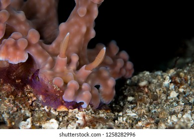 Large Pink Miamira Alleni Nudibranch Sea Slug