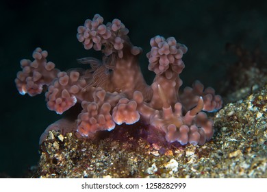 Large Pink Miamira Alleni Nudibranch Sea Slug