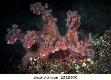 Large Pink Miamira Alleni Nudibranch Sea Slug