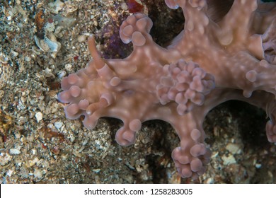 Large Pink Miamira Alleni Nudibranch Sea Slug