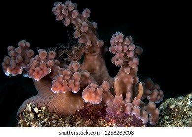 Large Pink Miamira Alleni Nudibranch Sea Slug