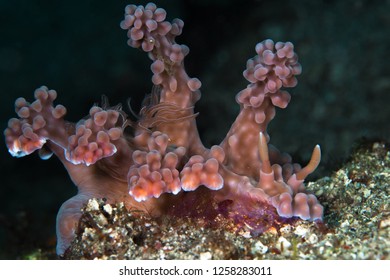 Large Pink Miamira Alleni Nudibranch Sea Slug