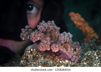 Large Pink Miamira Alleni Nudibranch Sea Slug