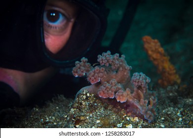 Large Pink Miamira Alleni Nudibranch Sea Slug