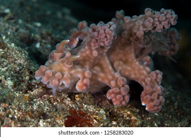 Large Pink Miamira Alleni Nudibranch Sea Slug