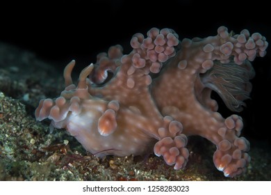 Large Pink Miamira Alleni Nudibranch Sea Slug