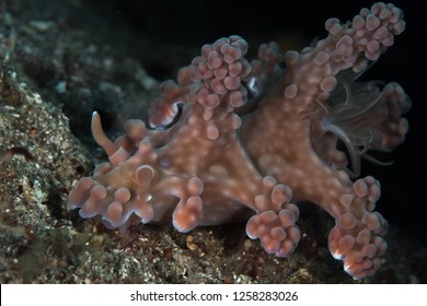 Large Pink Miamira Alleni Nudibranch Sea Slug