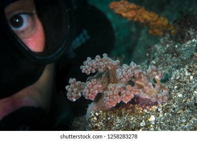 Large Pink Miamira Alleni Nudibranch Sea Slug