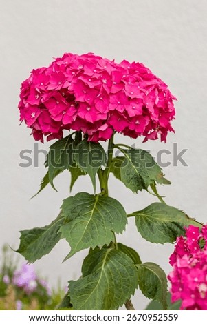 a large pink mophead hydrangea with green leaves against a light background