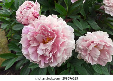 Large Pink Peony In A Garden.