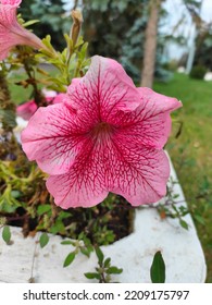  Large Pink Petunia Flower In A Flower Bed In The Park