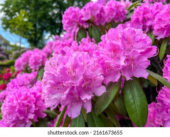 Large pink Rhododendron Flowers in Public Park NORDPARK in Wuppertal, Germany in spring on a sunny day