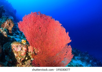 A Large Pink Sea Fan On A Tropical Coral Reef