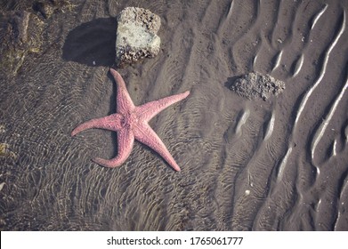 large pink starfish in the ocean