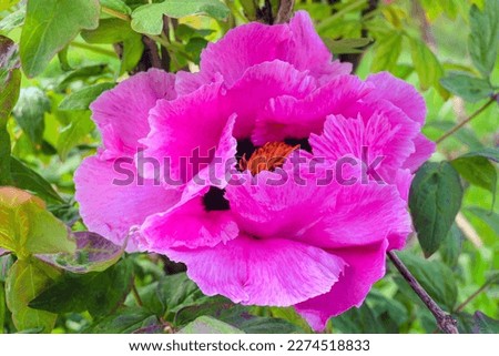 Large pink tree peony flower close up