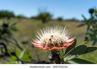 Large Pink And White Flower With Insects. Vredefort Dome South Africa