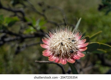 Large Pink And White Flower With Insects. Vredefort Dome South Africa