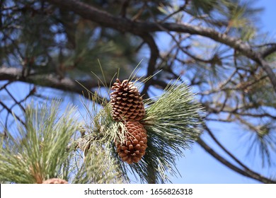 858 Ponderosa Pine Cones Images, Stock Photos & Vectors 