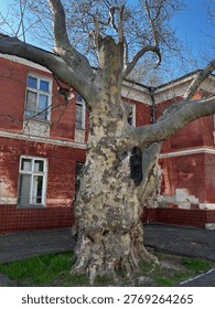Large plane tree next to old red brick building