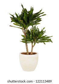 Large Plant In A Pot, Isolated On White