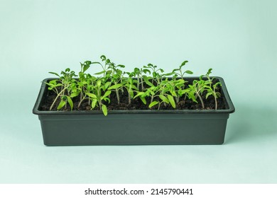 A Large Plastic Box With Tomato Seedlings On A Blue Background. Minimal Concept. Waiting For The Harvest.