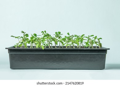 A Large Plastic Box With Tomato Seedlings On A Blue Background. Minimal Concept. Waiting For The Harvest.