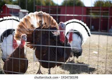 Large, Plump Domesticated Turkeys In Caged Area In Residential Neighborhood