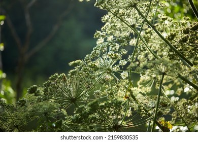 A Large Poisonous Parsnip Plant In The Meadow Of Sosnowski. 