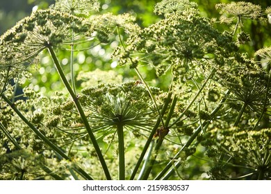 A Large Poisonous Parsnip Plant In The Meadow Of Sosnowski. 