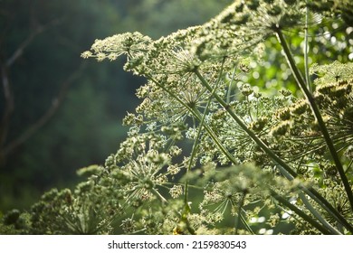 A Large Poisonous Parsnip Plant In The Meadow Of Sosnowski. 