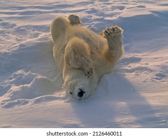 Large Polar Bear Rolling On Snow Covered Canadian Arctic Tundra