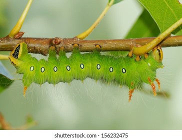 Caterpillar Giant Silk Moth Polyphemus Nearly Stock Photo (Edit Now ...