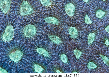 large polyp scleractinia in the marine aquarium Stock foto © 