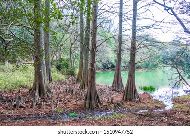 Large Pond Cypress