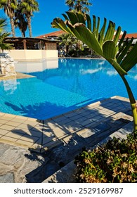The large pool is surrounded by palm trees and other greenery.The palm trees are tall,with long leaves that sway in the wind.There are sun loungers and umbrellas around the pool.