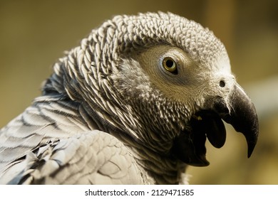 Large Portrait Of Jack The Parrot In An Indoor Aviary With An Open Beak.