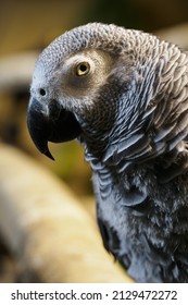 Large Portrait Of Jacko In The Indoor Aviary.