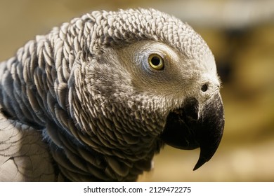 Large Portrait Of Jacko In The Indoor Aviary.