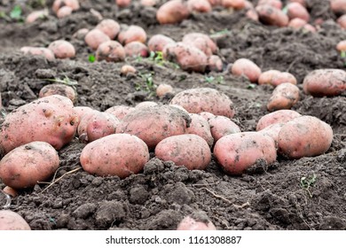 Large potato tubers on the ground. Close-up. A good potato harvest
