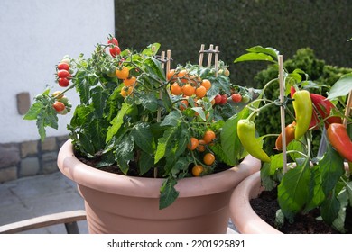 Large pots with cherry tomatoes and sweet peppers on the garden terrace, plants - Powered by Shutterstock