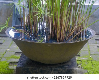 large pots for large, grouped plants, usually placed in large gardens. stagnant water in the pot which can be a breeding ground for mosquitoes. the Aedes aegypti mosquito