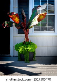 Large Potted Canna Lily Plant On The Porch Of A House Or Entrance To An Office