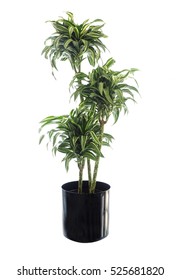 Large Potted Dwarf Dracaena Warneckii Isolated On White