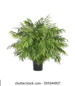 Large Potted Neamthabella Palm Isolated On White