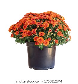 Large Potted Orange Chrysanthemums Isolated Over A White Background. 