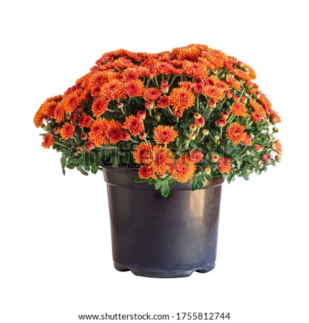 Large potted orange Chrysanthemums isolated over a white background. 