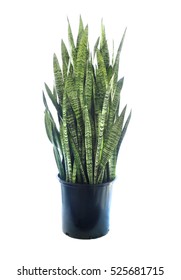 Large Potted Variegated Sansevieria Isolated On White