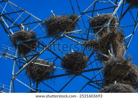 A large power line structure covered with multiple stork nests, each occupied by storks resting or standing, set against a clear blue sky, illustrating a unique blend of nature and industrialization